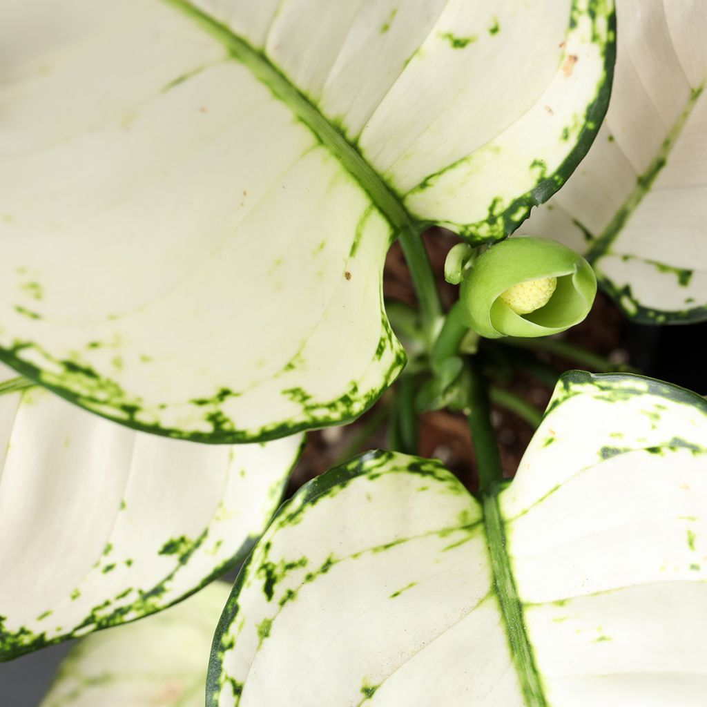 Sulkalaikkuvehka Variegata Pearls