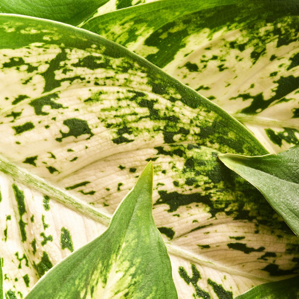 Sulkalaikkuvehka Variegata Pearls