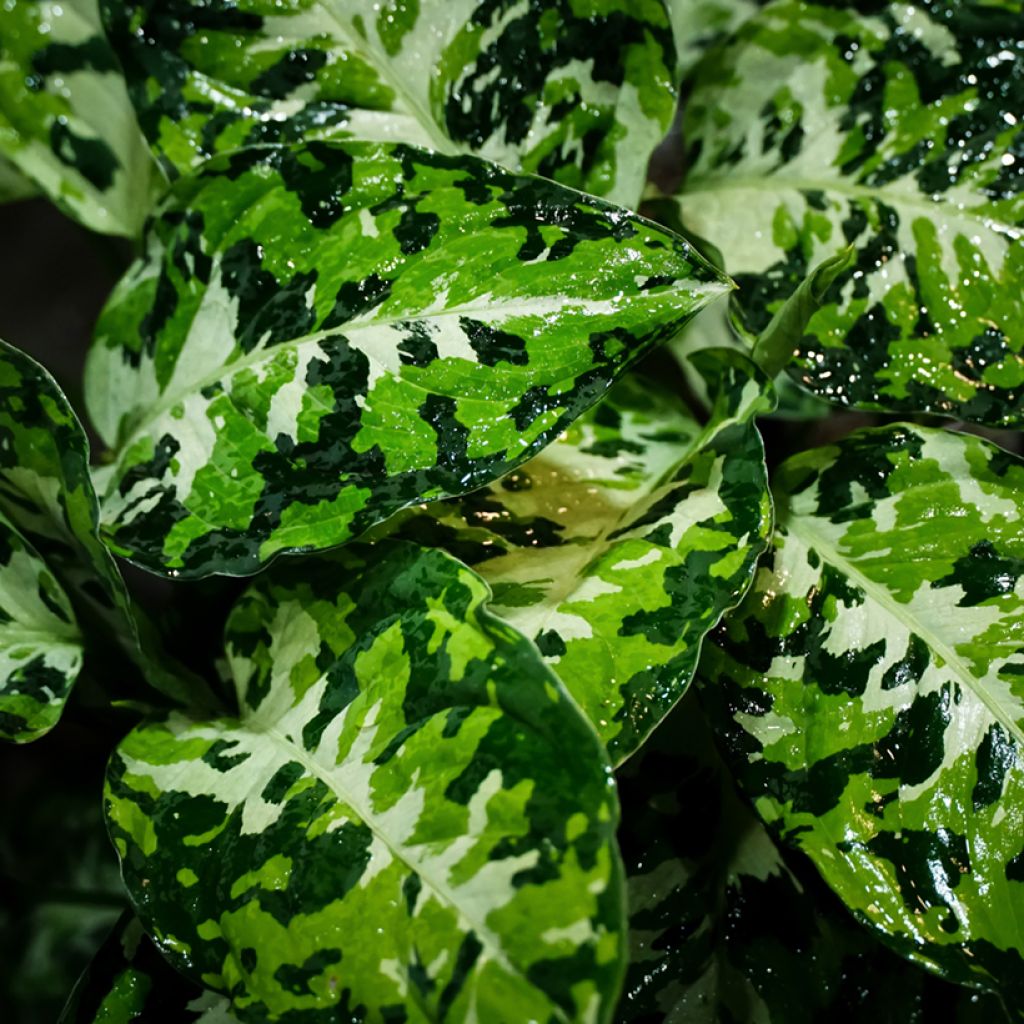 Sumatranlaikkuvehka Tricolor