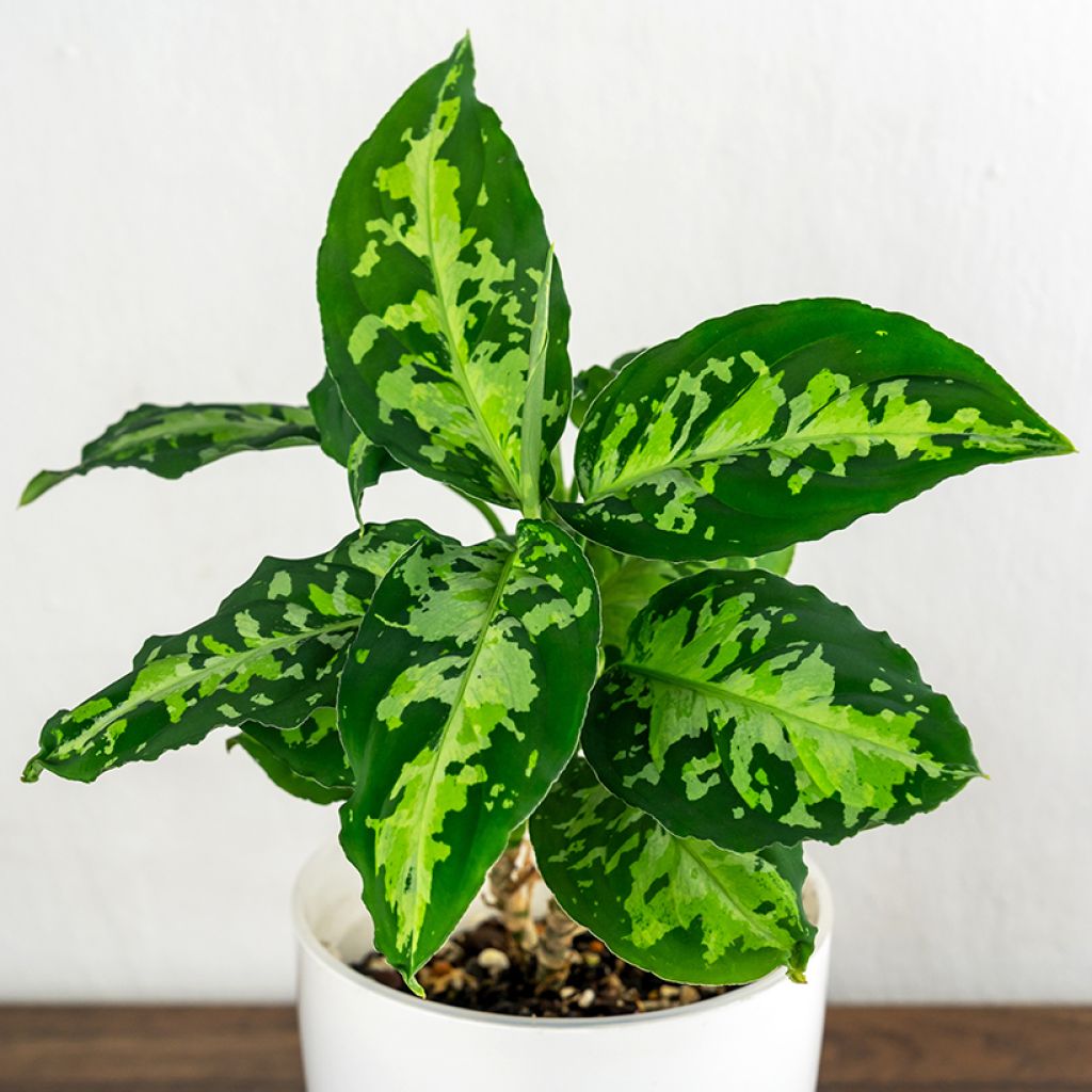 Sumatranlaikkuvehka Tricolor