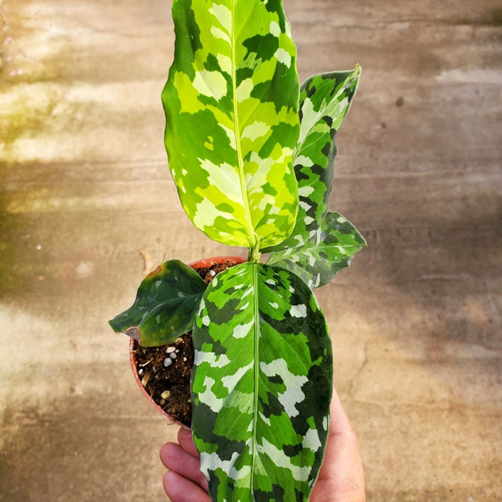 Sumatranlaikkuvehka Tricolor