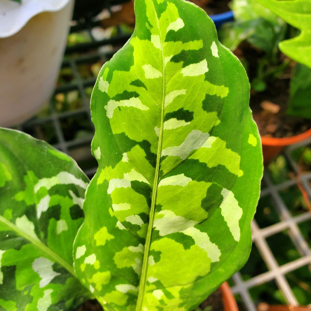 Sumatranlaikkuvehka Tricolor