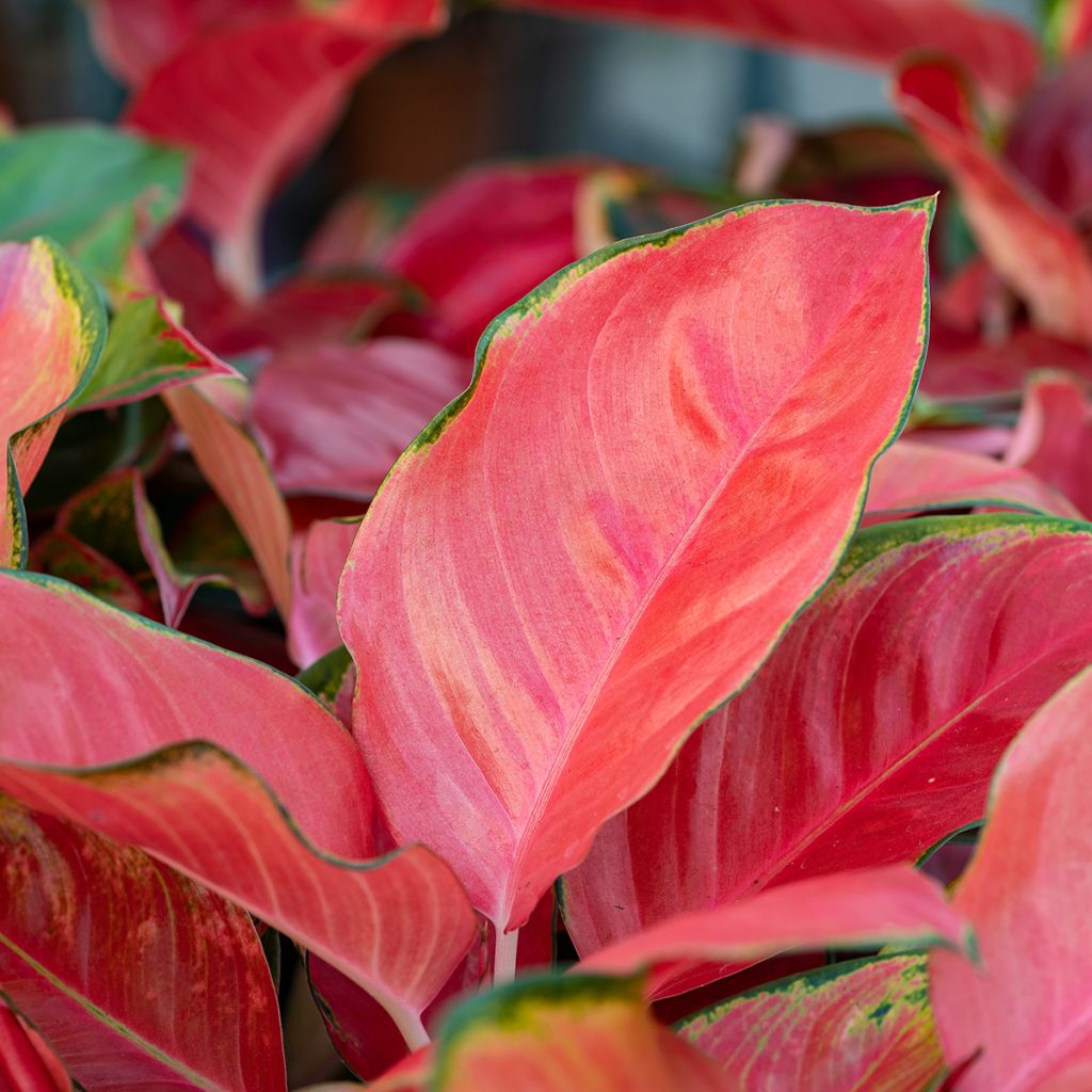 Aglaonema Rich Red