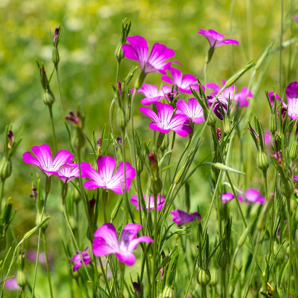 Isoaurankukka luomu (siemenet) - Agrostemma githago