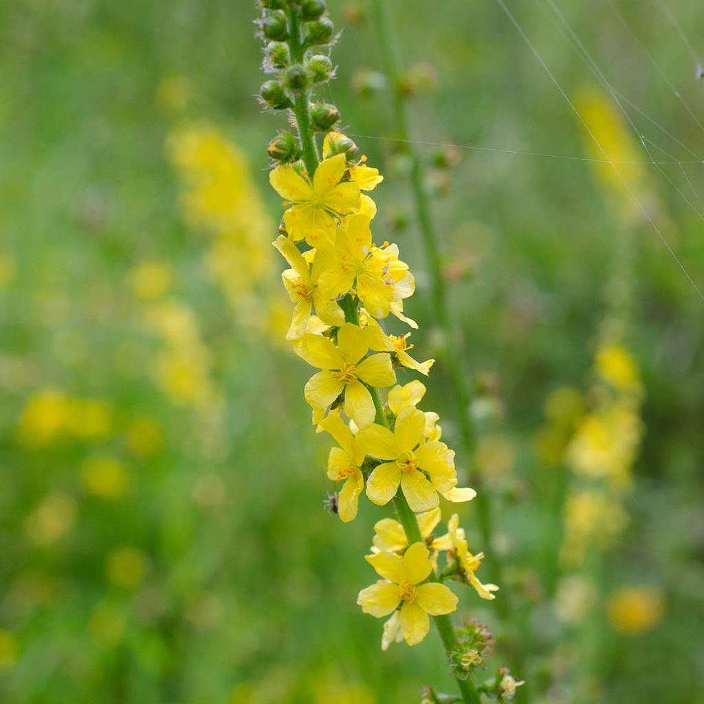 Maarianverijuuri - Agrimonia eupatoria