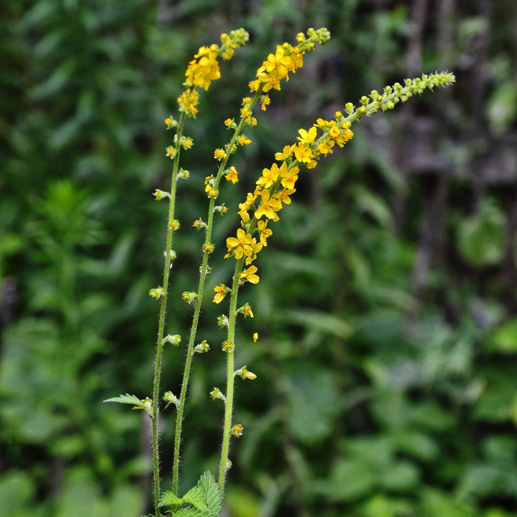 Maarianverijuuri - Agrimonia eupatoria