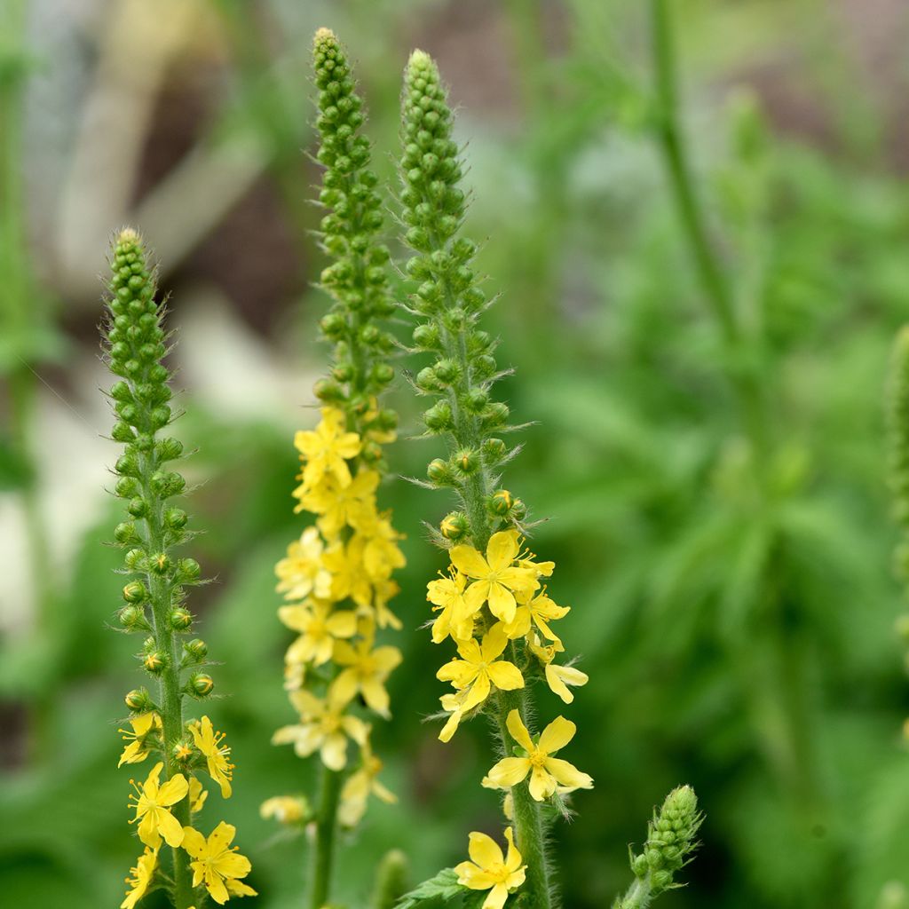 Maarianverijuuri - Agrimonia eupatoria