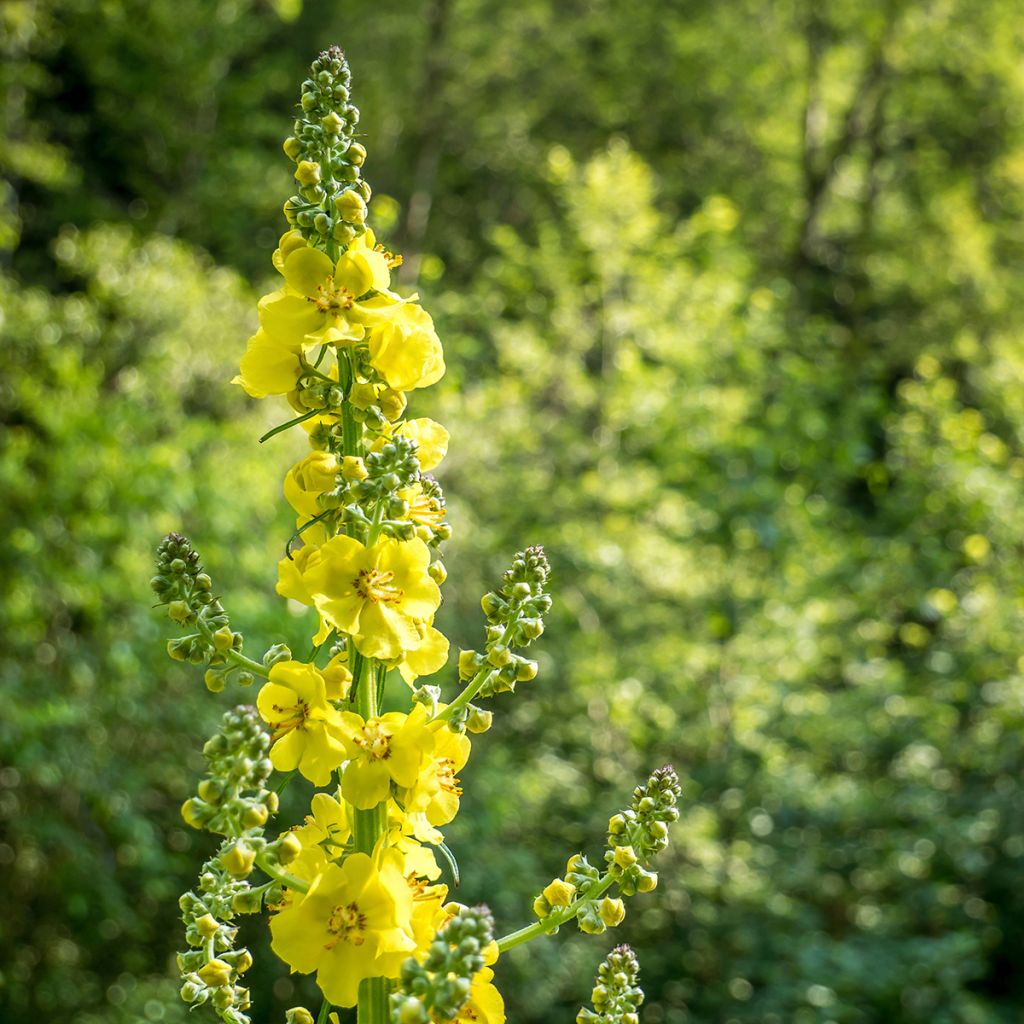 Maarianverijuuri - Agrimonia eupatoria