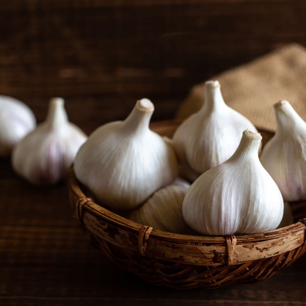 Valkosipuli Flavor - Allium sativum