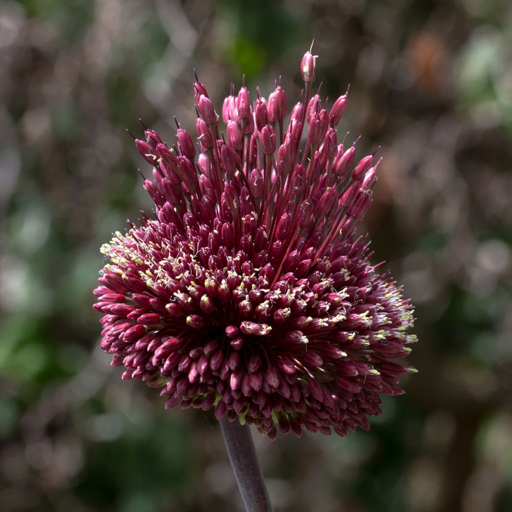 Laukka Red Mohican