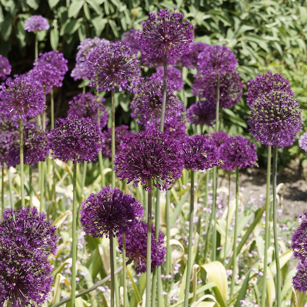 Ukkolaukka Purple Sensation