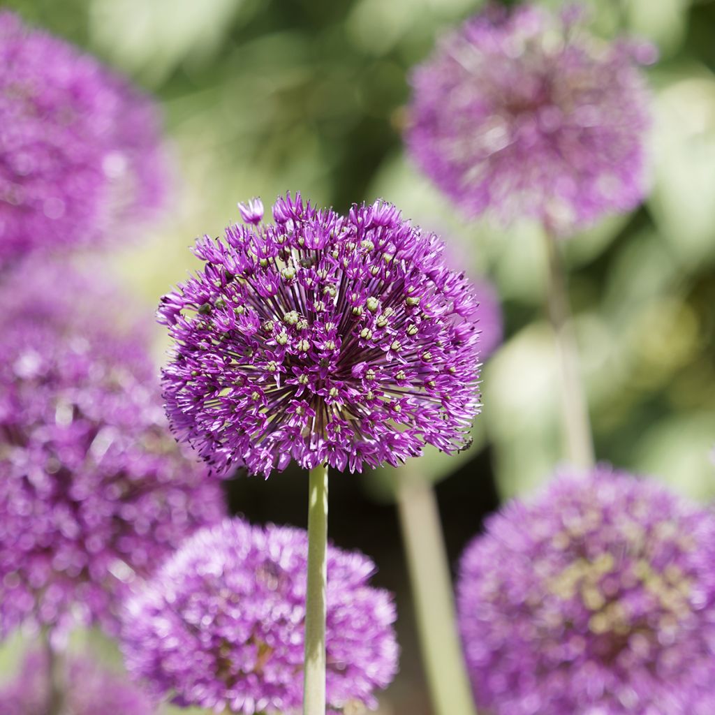 Ukkolaukka Purple Sensation