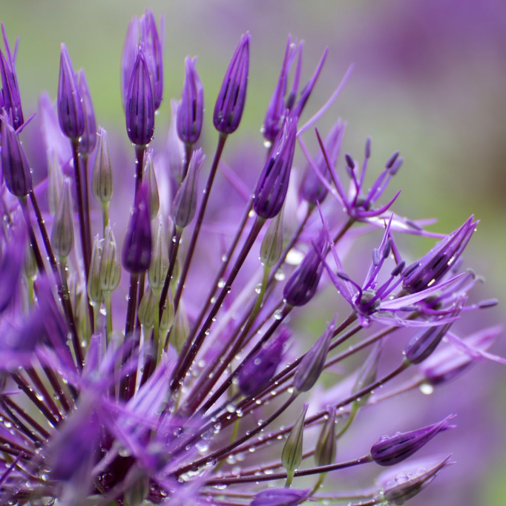 Ukkolaukka Purple Sensation