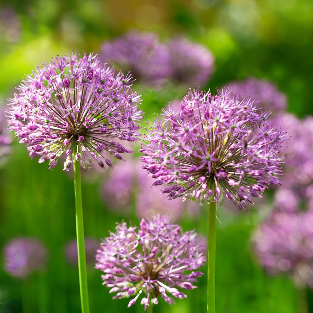 Ukkolaukka Purple Sensation