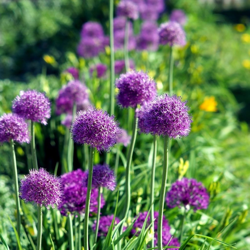 Ukkolaukka Purple Sensation