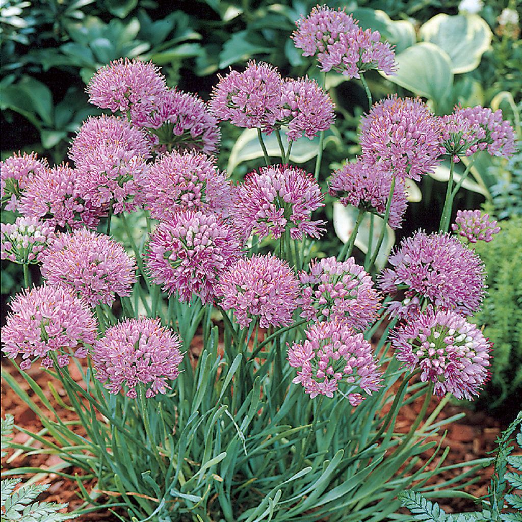 Särmälaukka - Allium angulosum