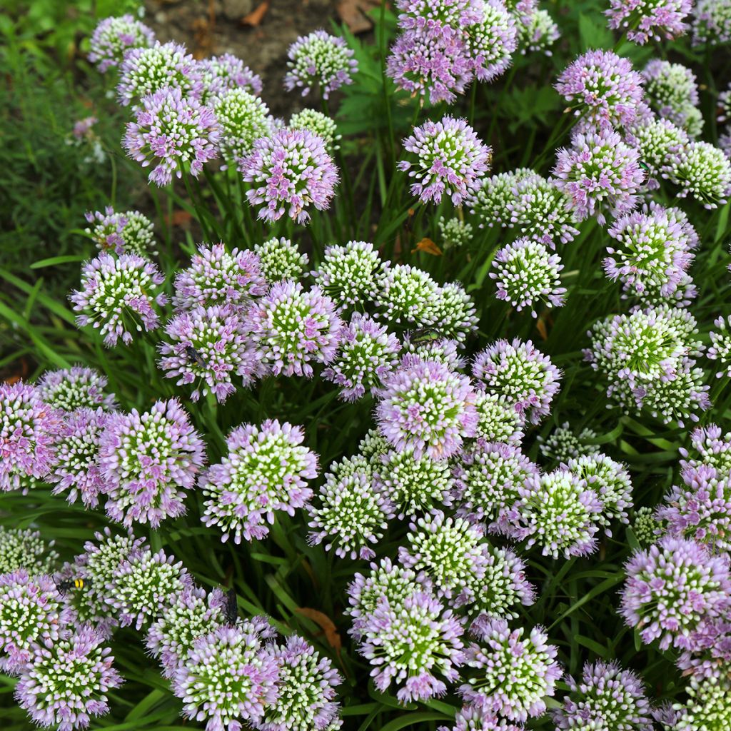 Särmälaukka - Allium angulosum