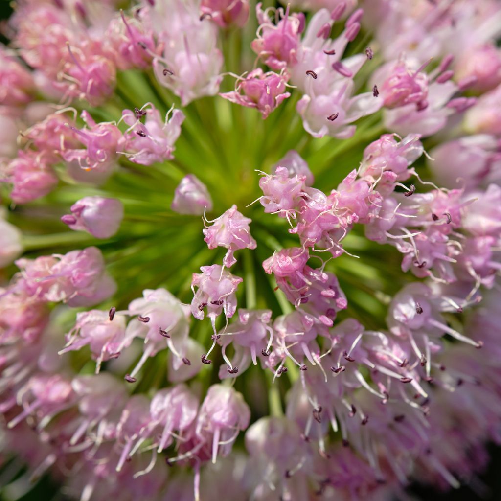 Särmälaukka - Allium angulosum