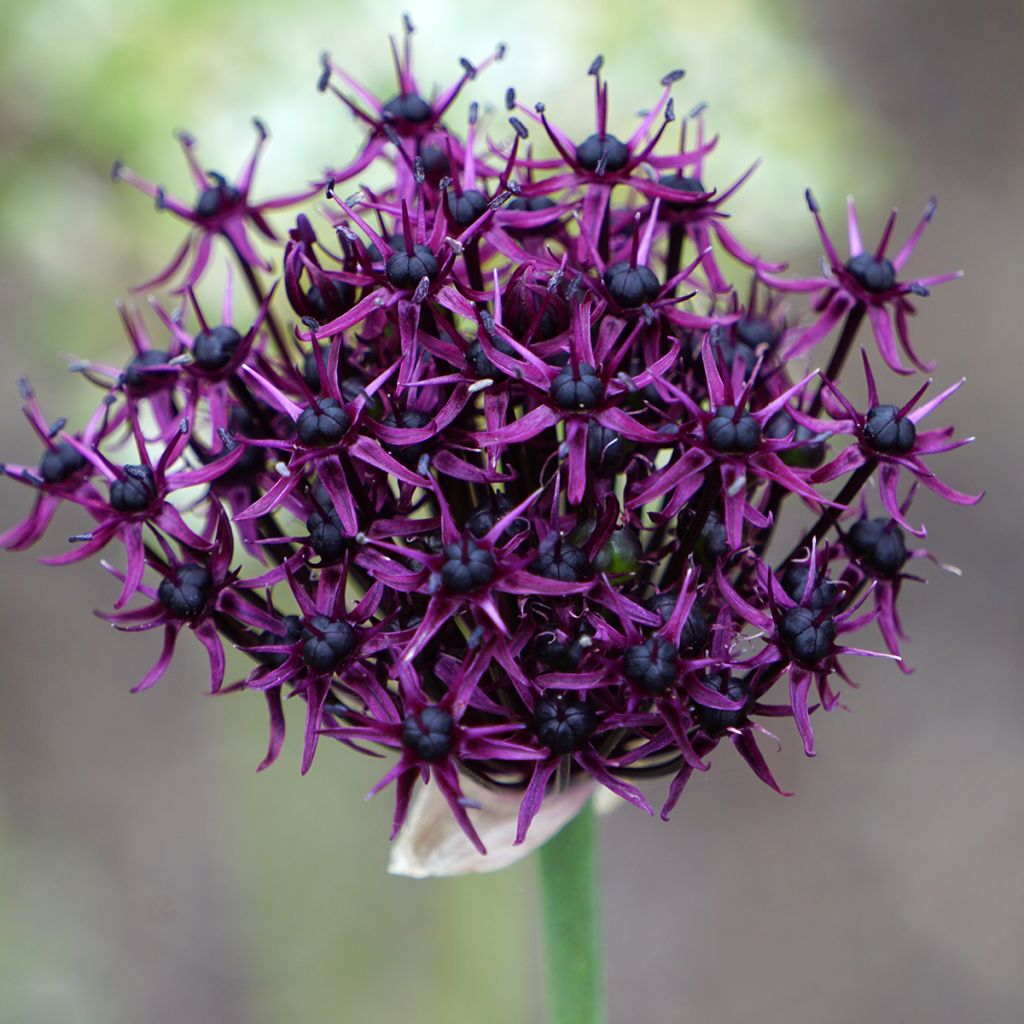 Viinilaukka - Allium atropurpureum
