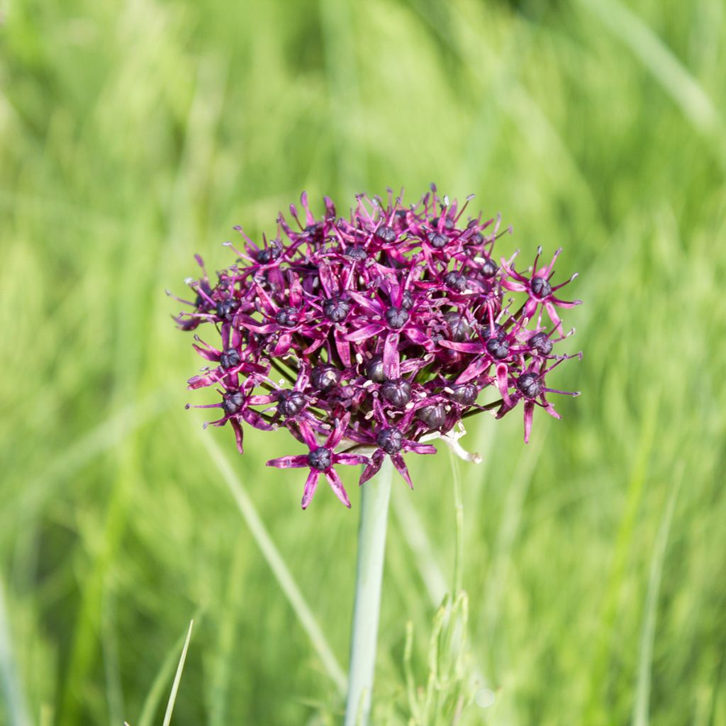Viinilaukka - Allium atropurpureum