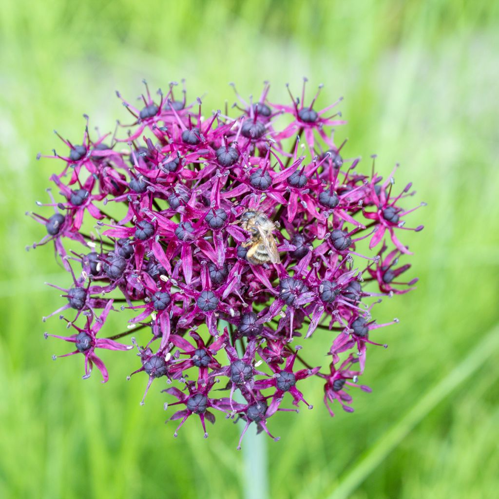 Viinilaukka - Allium atropurpureum