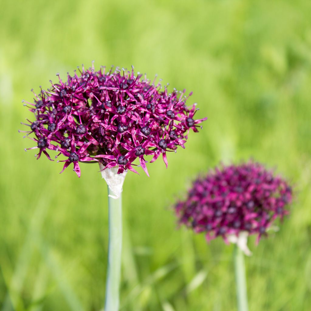 Viinilaukka - Allium atropurpureum