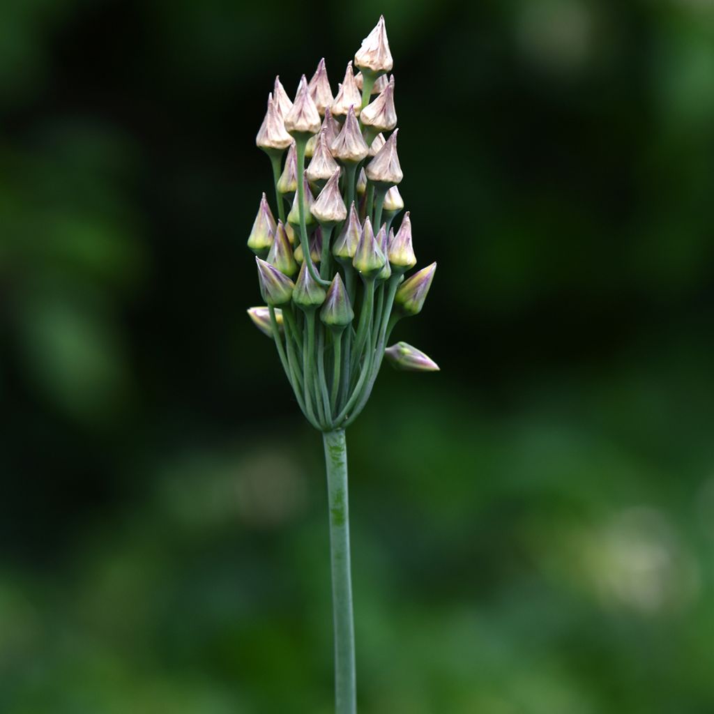Hajulaukka - Allium siculum subsp. dioscoridis