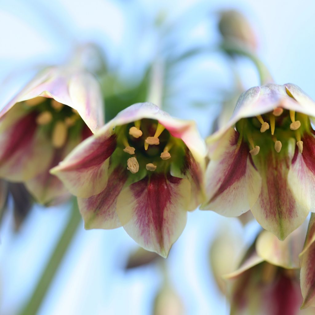 Hajulaukka - Allium siculum subsp. dioscoridis