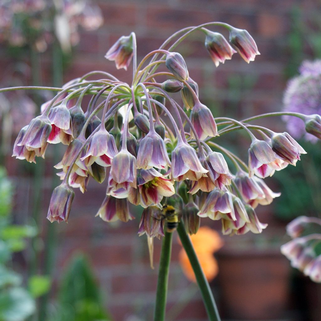Hajulaukka - Allium siculum subsp. dioscoridis