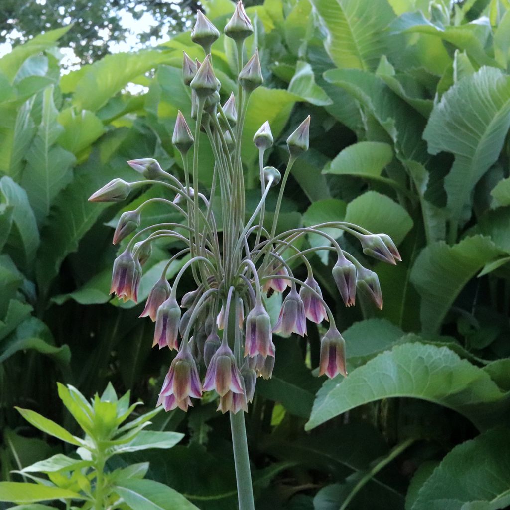 Hajulaukka - Allium siculum subsp. dioscoridis