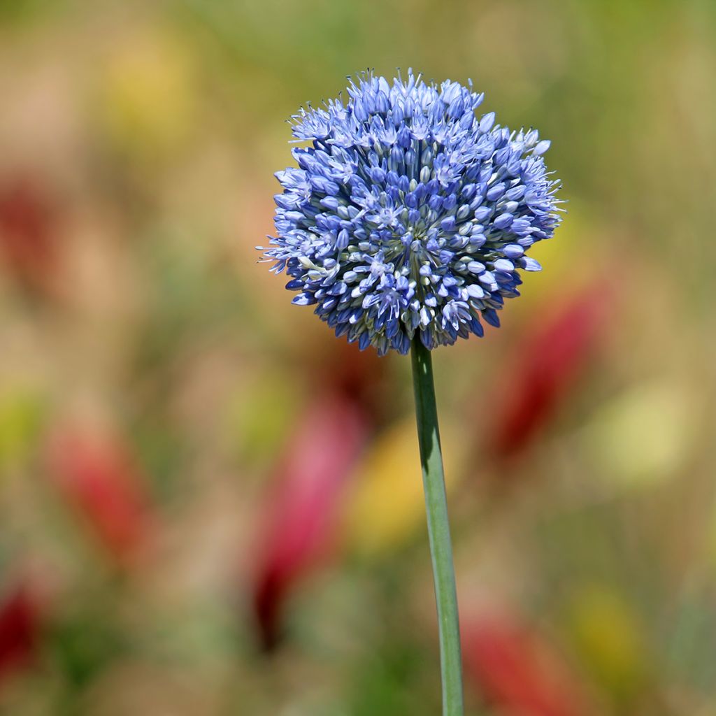 Sinilaukka - Allium caeruleum