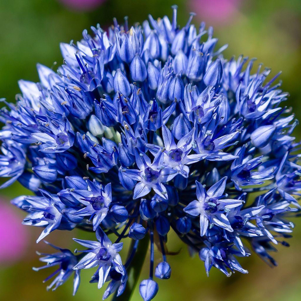 Sinilaukka - Allium caeruleum