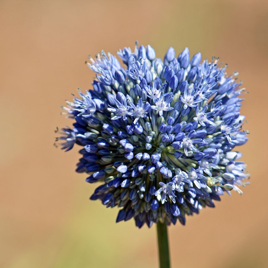 Sinilaukka - Allium caeruleum
