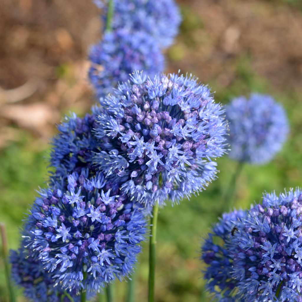 Sinilaukka - Allium caeruleum