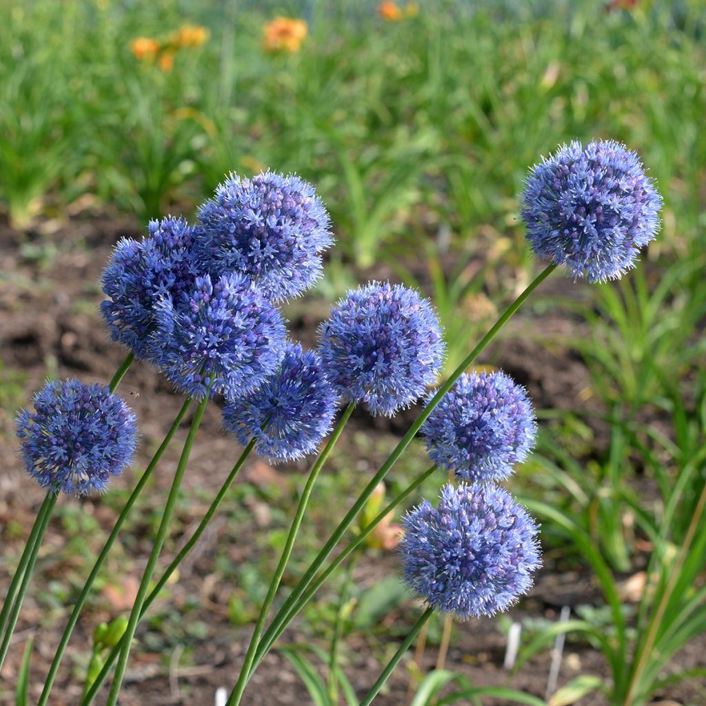 Sinilaukka - Allium caeruleum