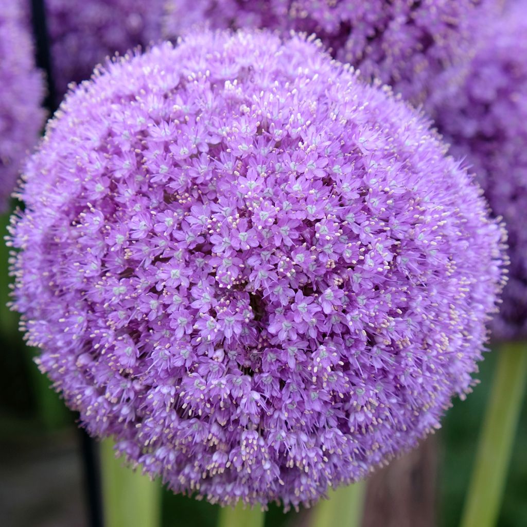 Jättilaukka - Allium giganteum