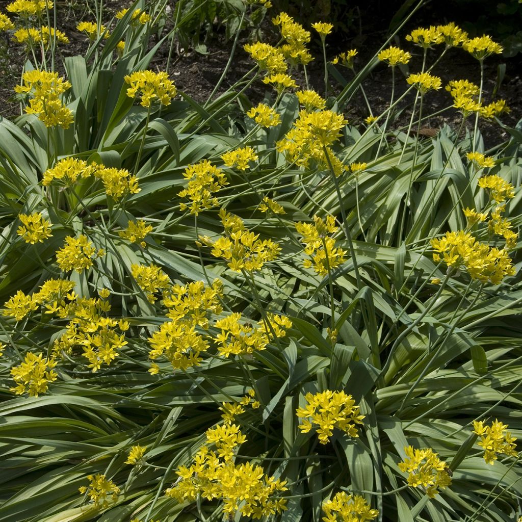 Keltalaukka - Allium moly