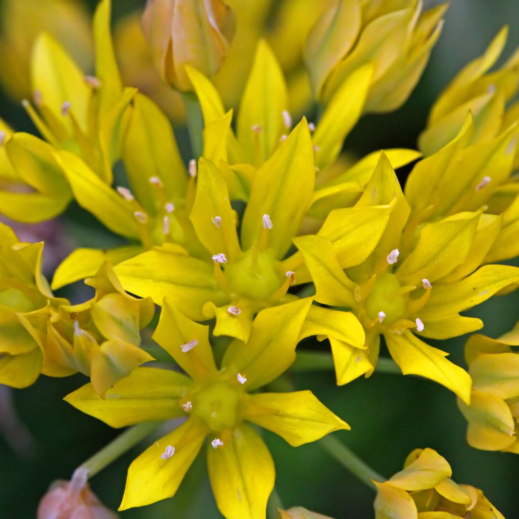 Keltalaukka - Allium moly