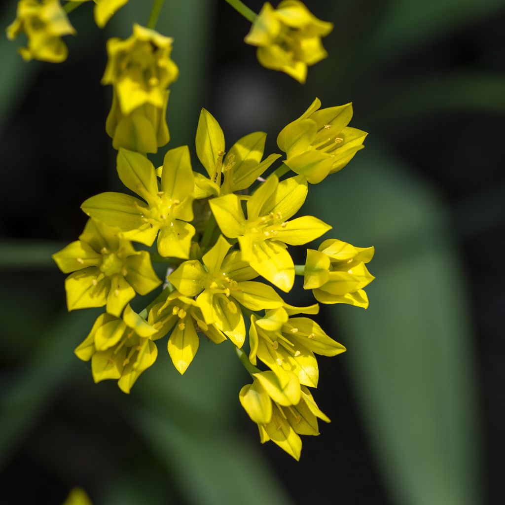 Keltalaukka - Allium moly