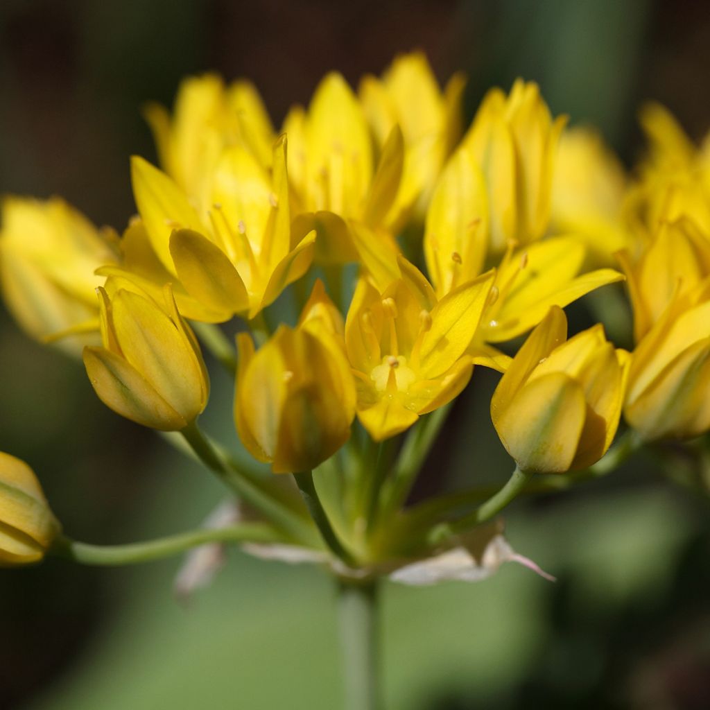 Keltalaukka - Allium moly