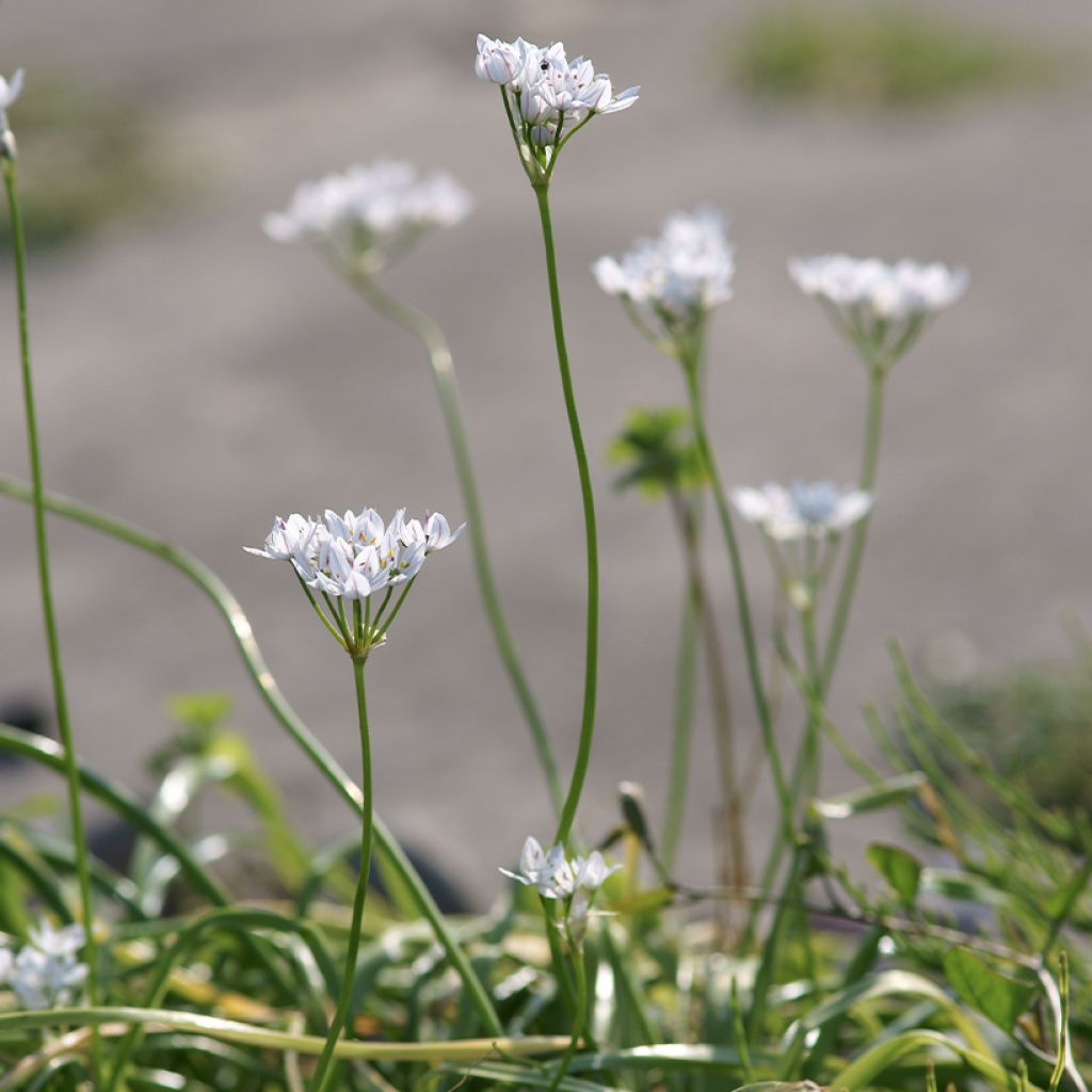 Napolinlaukka - Allium neapolitanum