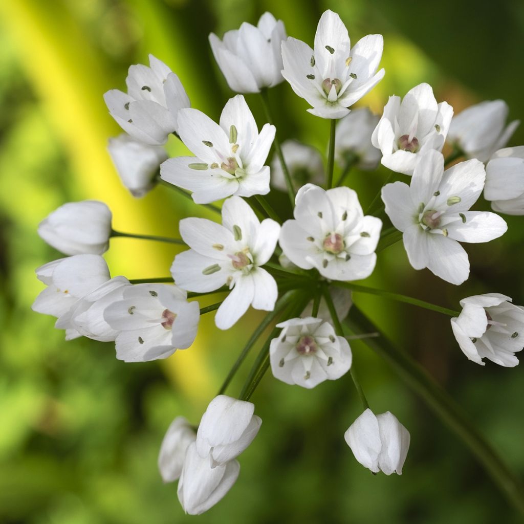 Napolinlaukka - Allium neapolitanum