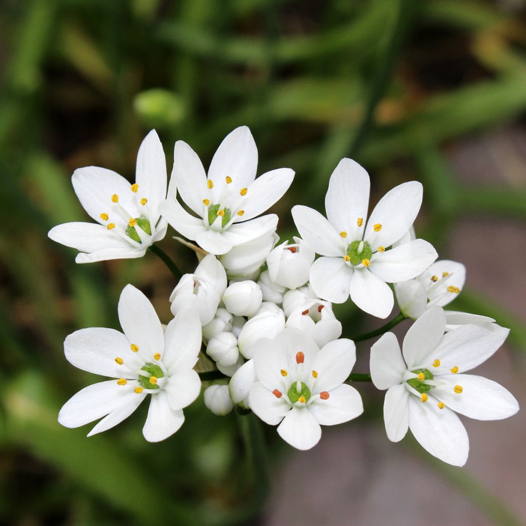 Napolinlaukka - Allium neapolitanum