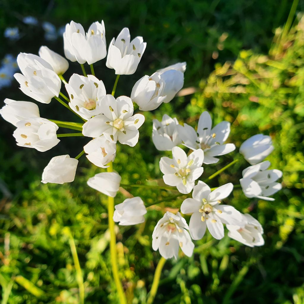 Napolinlaukka - Allium neapolitanum