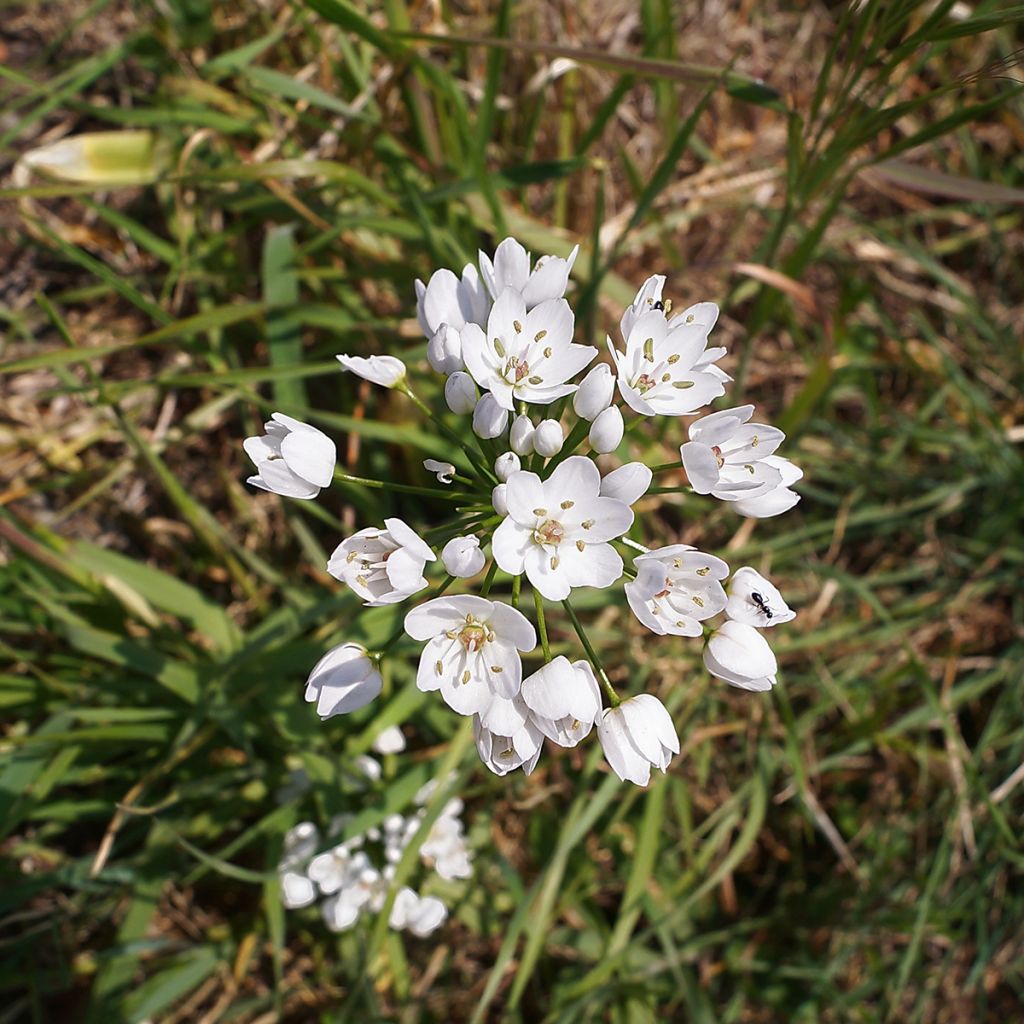 Napolinlaukka - Allium neapolitanum