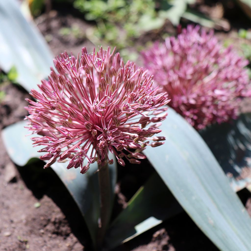 Laukka - Allium nevskianum