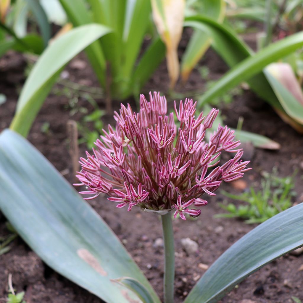 Laukka - Allium nevskianum