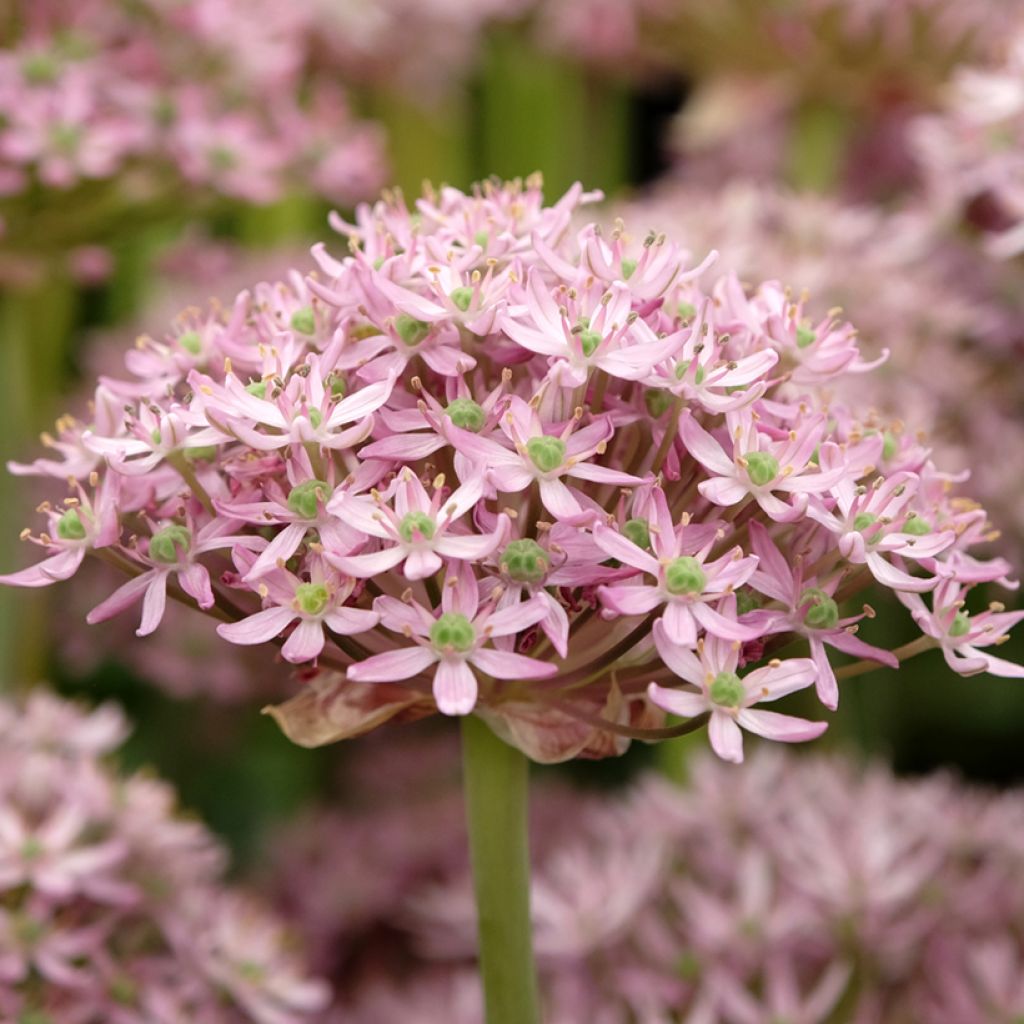 Mustalaukka Pink Jewel