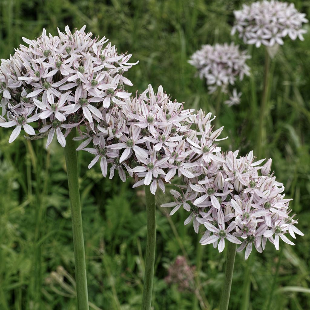 Mustalaukka - Allium nigrum ssp multibulbosum