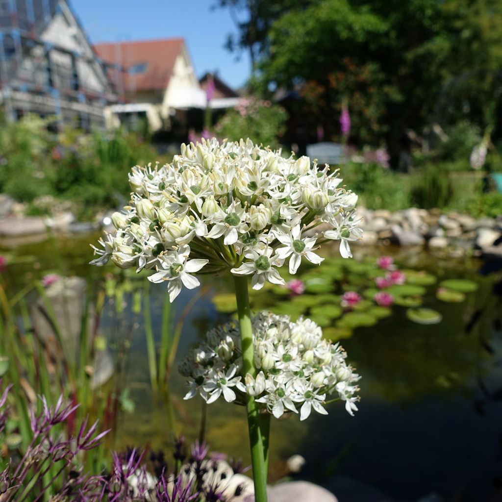 Mustalaukka - Allium nigrum ssp multibulbosum